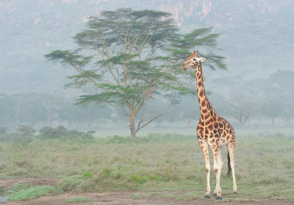Giraffe standing in front of acacia tree