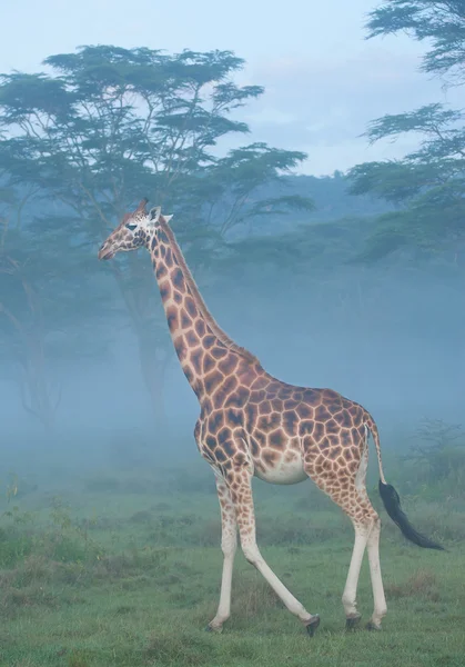 Giraffe standing in front of acacia trees