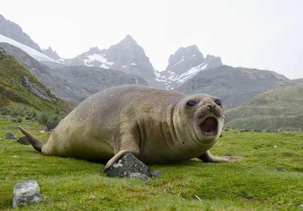 Young elephant seal lying in the grass