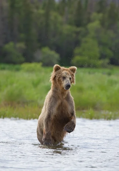 Grizzly bear standing in the river