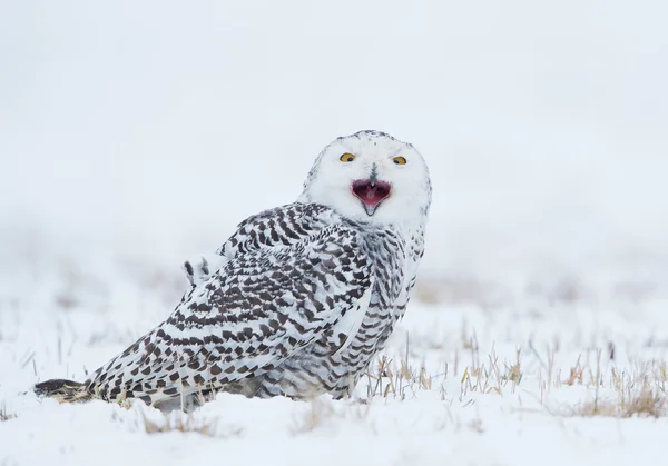 Cross-eyed snowy owl sitting on the plain