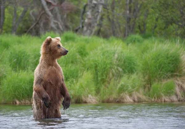 Grizzly bear standing in the river