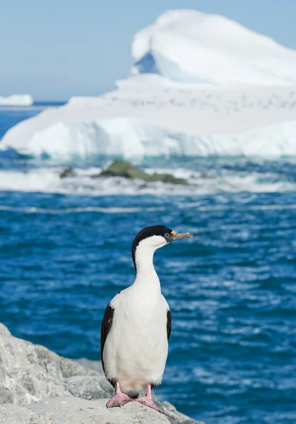 Imperial shag standing on the rock