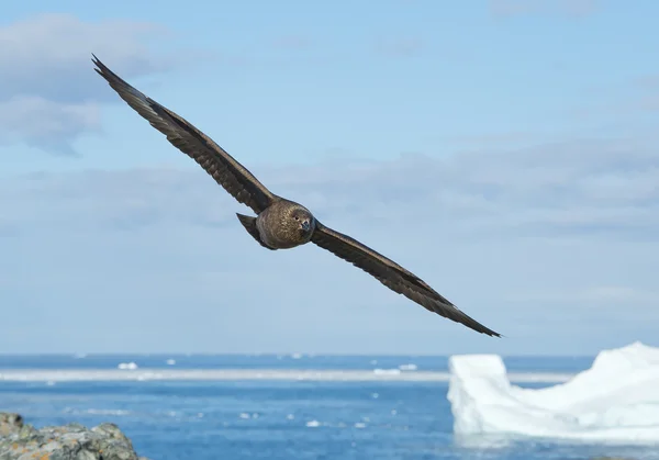 Antarctic skua in flight