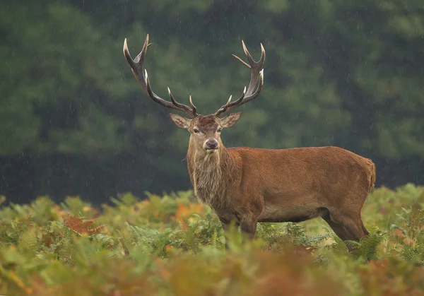 Male of red deer standing in high fern