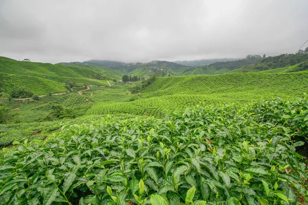 View of the Tea plantations, Landscape