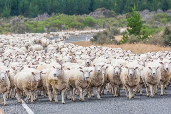 View of the Merino sheep in the road in New Zealand.