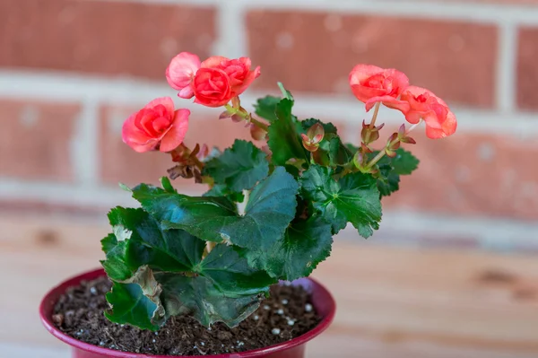 Pot with red flowers