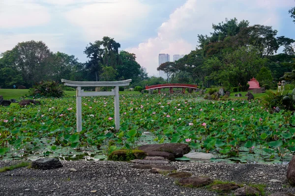 Pond of lotuses in japanese garden. Singapore