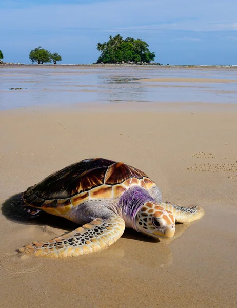 Sea tortoise on the beach near the sea with pretty small island