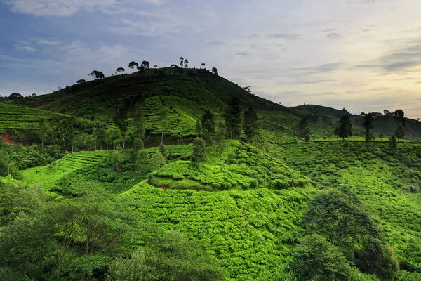 Beautiful  Tea Plantation location Rancabali Ciwidey West Java