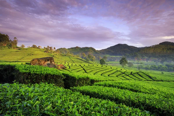 Beautiful  Tea Plantation location Rancabali Ciwidey West Java