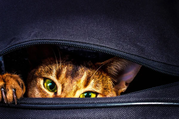 Abyssinian cat in the bag