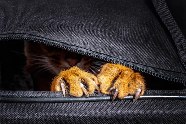 Abyssinian cat in the bag