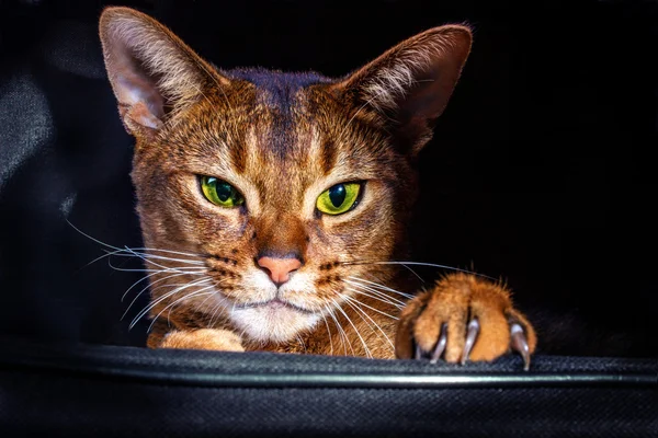 Abyssinian cat in the bag