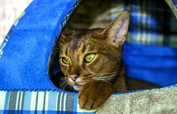 Abyssinian cat in the cat house