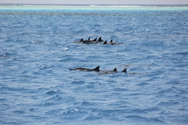 Dolphins in ocean in maldives ses