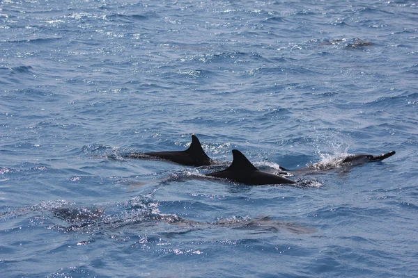 Dolphins in ocean in maldives sea