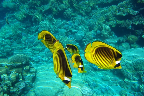 Pack of yellow small fishes over a coral