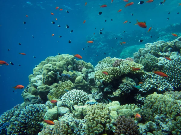 Colorful coral reef with fishes