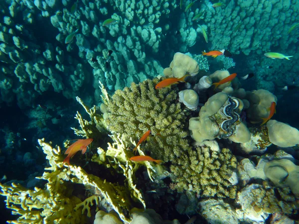 Colorful coral reef with fishes