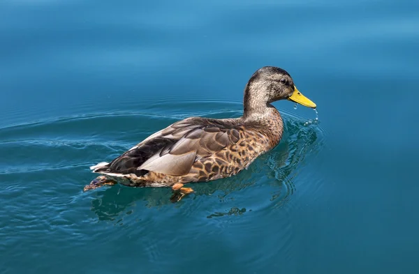 Duck floating in the emerald water