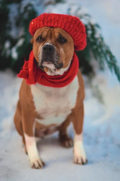 Stylish dog in red hat and scarf