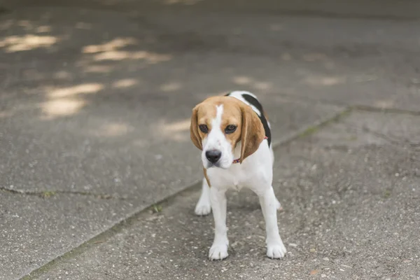 Beagle  puppy standing