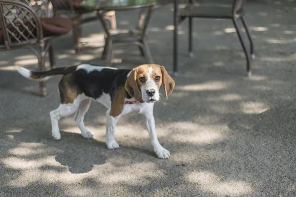 Beagle  puppy walking