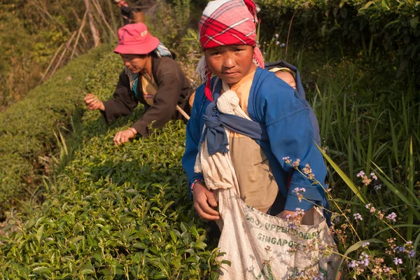 On the mountainside women of the Akha ethnic group, harvesting tea leaves