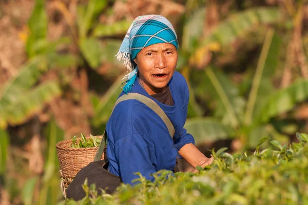 On the mountainside women of the Akha ethnic group, harvesting tea leaves