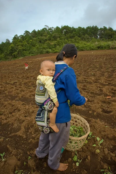 On the mountainside a mother of the Hmong ethnic group carry her son, during planting cabbage