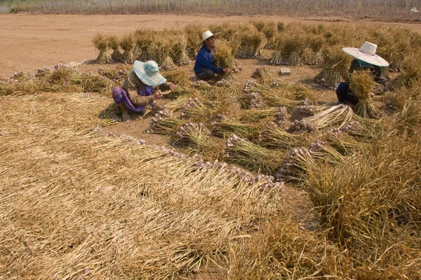 Burmese migrant workers harvesting onions in the fields