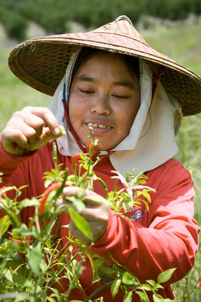 Burmese migrant workers harvesting chili in the fields