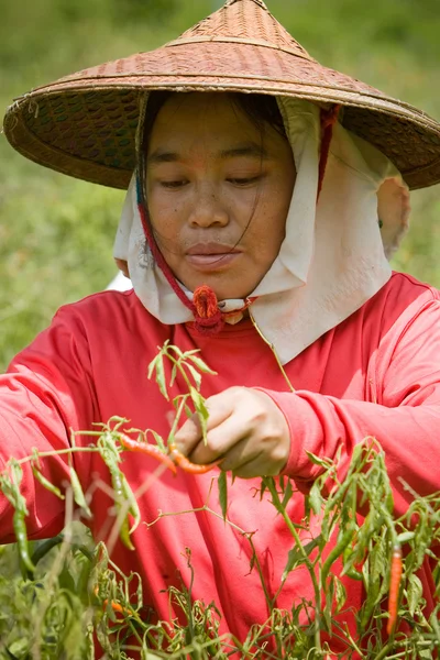 Burmese migrant workers harvesting chili in the fields