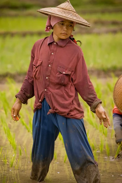 Thailand, Burmese migrant woman working in the rice field.