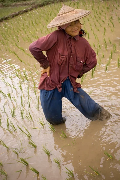 Thailand, Burmese migrant woman working in the rice field.