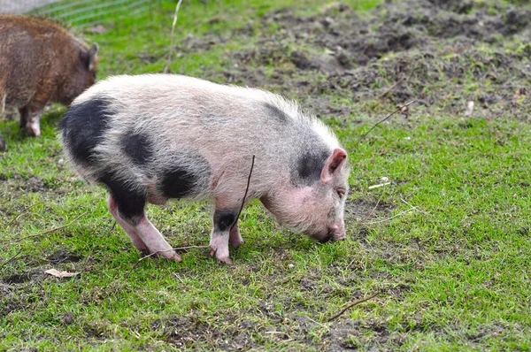 Young farm pig is eating on green grass, Netherlands