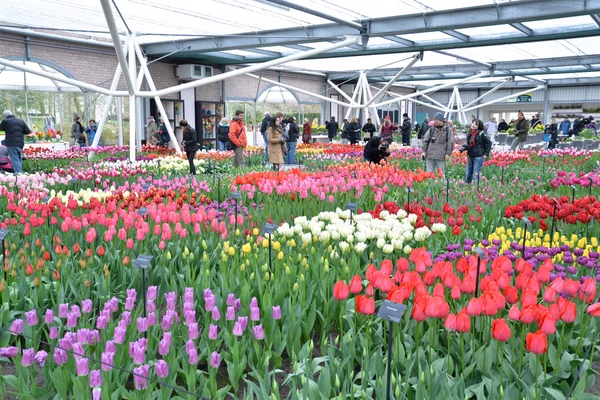 Indoor tulips exhibition at Keukenhof garden, Netherlands