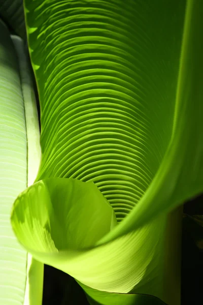 Banana leaf pattern abstract