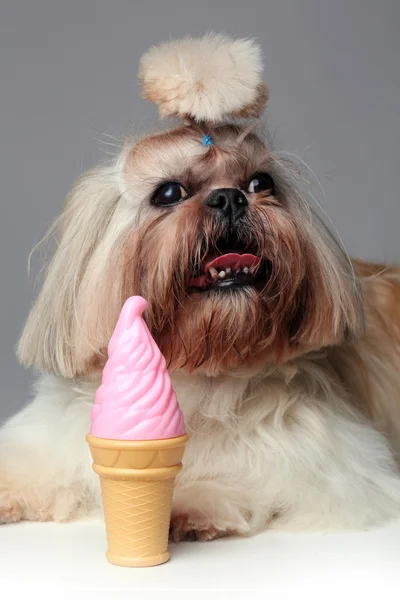 Shih Tzu dog near the pink ice cream in studio