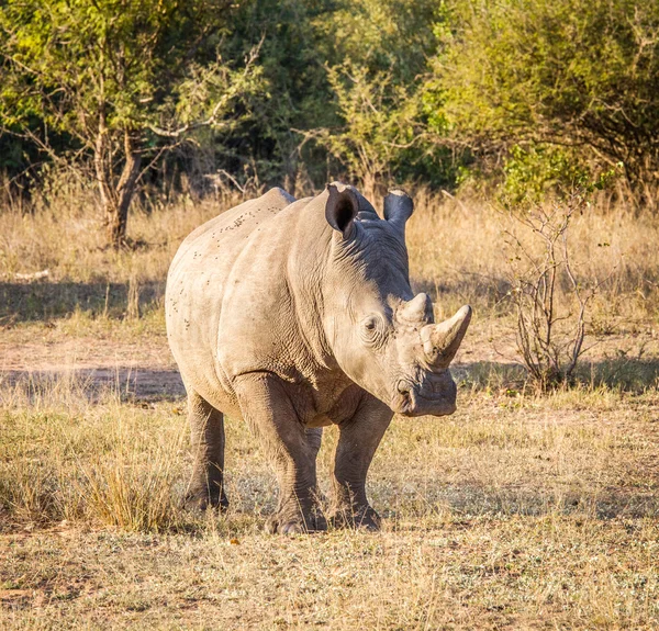 White rhino in the golden light