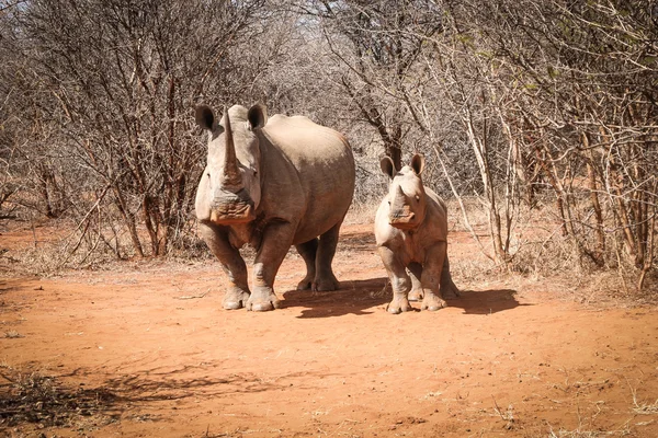 Mother White rhino with baby Rhino