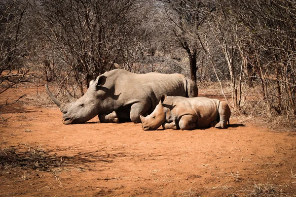 Mother White rhino laying with baby Rhino