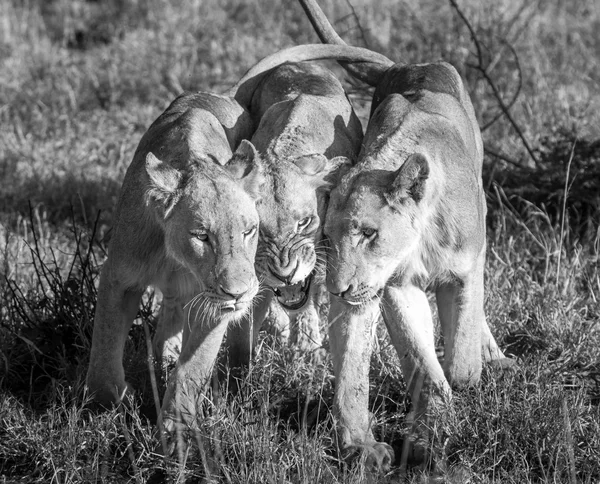 Bonding Lions in black and white