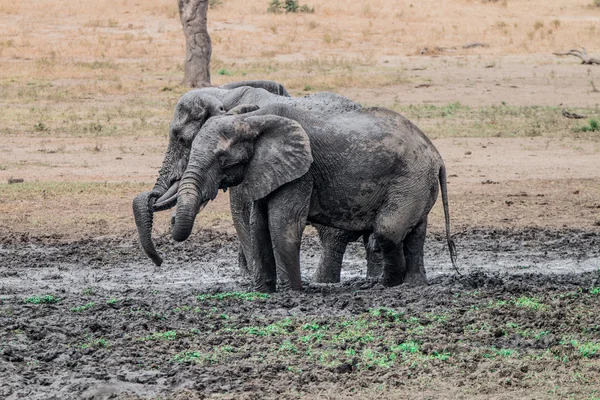 Elephants taking a mud bath