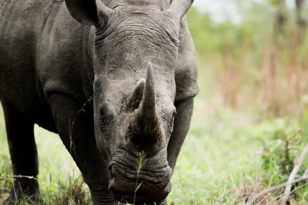 Starring White rhino in the Kruger National Park, South Africa.