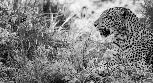 Leopard in the grass in black and white in the Kruger National Park, South Africa.