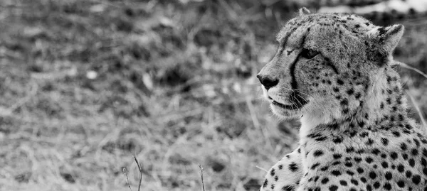 Side profile of a Cheetah in black and white in the Kruger National Park, South Africa.