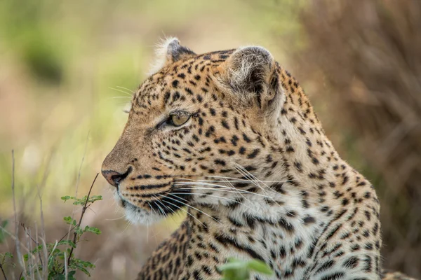 Side profile of a Leopard in the Kruger National Park.